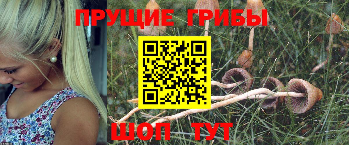 Псилоцибиновые грибы прущие грибы Камень-на-Оби